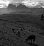 mucca/bovino (Positivo) di Foto Elisabeth Fuchs-Hauffen, Überlingen/Bodensee,Fuchs-Hauffen, Elisabeth (1966/07/01 - 1966/07/31)