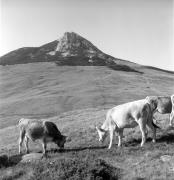 mucca/bovino (Positivo) di Foto Elisabeth Fuchs-Hauffen, Überlingen/Bodensee,Fuchs-Hauffen, Elisabeth (1974/10/01 - 1974/10/31)