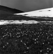 Krokus (Positivo) di Foto Elisabeth Fuchs-Hauffen, Überlingen/Bodensee,Fuchs-Hauffen, Elisabeth (1969/05/01 - 1969/05/31)