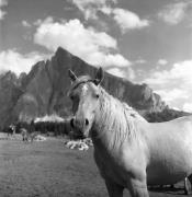 cavallo (Positivo) di Foto Elisabeth Fuchs-Hauffen, Überlingen/Bodensee,Fuchs-Hauffen, Elisabeth (1969/07/01 - 1969/07/31)