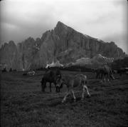 cavallo (Positivo) di Foto Elisabeth Fuchs-Hauffen, Überlingen/Bodensee,Fuchs-Hauffen, Elisabeth (1969/07/01 - 1969/07/31)