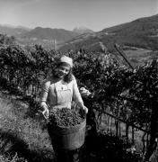 vendemmia (Positivo) di Foto Elisabeth Fuchs-Hauffen, Überlingen/Bodensee,Fuchs-Hauffen, Elisabeth (1973/10/01 - 1973/10/31)