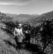 vendemmia (Positivo) di Foto Elisabeth Fuchs-Hauffen, Überlingen/Bodensee,Fuchs-Hauffen, Elisabeth (1973/10/01 - 1973/10/31)