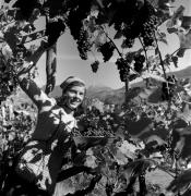 vendemmia (Positivo) di Foto Elisabeth Fuchs-Hauffen, Überlingen/Bodensee,Fuchs-Hauffen, Elisabeth (1973/10/01 - 1973/10/31)