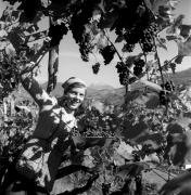 vendemmia (Positivo) di Foto Elisabeth Fuchs-Hauffen, Überlingen/Bodensee,Fuchs-Hauffen, Elisabeth (1973/10/01 - 1973/10/31)