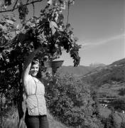 vendemmia (Positivo) di Foto Elisabeth Fuchs-Hauffen, Überlingen/Bodensee,Fuchs-Hauffen, Elisabeth (1973/10/01 - 1973/10/31)