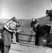 vendemmia (Positivo) di Foto Elisabeth Fuchs-Hauffen, Überlingen/Bodensee,Fuchs-Hauffen, Elisabeth (1973/10/01 - 1973/10/31)