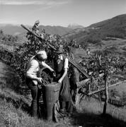 vendemmia (Positivo) di Foto Elisabeth Fuchs-Hauffen, Überlingen/Bodensee,Fuchs-Hauffen, Elisabeth (1973/10/01 - 1973/10/31)