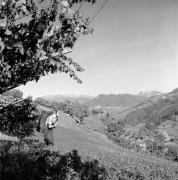 vendemmia (Positivo) di Foto Elisabeth Fuchs-Hauffen, Überlingen/Bodensee,Fuchs-Hauffen, Elisabeth (1973/10/01 - 1973/10/31)