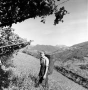 vendemmia (Positivo) di Foto Elisabeth Fuchs-Hauffen, Überlingen/Bodensee,Fuchs-Hauffen, Elisabeth (1973/10/01 - 1973/10/31)