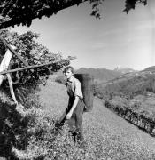 vendemmia (Positivo) di Foto Elisabeth Fuchs-Hauffen, Überlingen/Bodensee,Fuchs-Hauffen, Elisabeth (1973/10/01 - 1973/10/31)