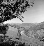 vendemmia (Positivo) di Foto Elisabeth Fuchs-Hauffen, Überlingen/Bodensee,Fuchs-Hauffen, Elisabeth (1973/10/01 - 1973/10/31)