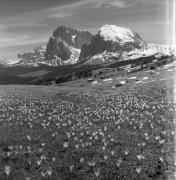 Krokus (Positivo) di Foto Elisabeth Fuchs-Hauffen, Überlingen/Bodensee,Fuchs-Hauffen, Elisabeth (1969/05/01 - 1969/05/31)