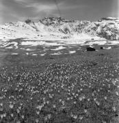 Krokus (Positivo) di Foto Elisabeth Fuchs-Hauffen, Überlingen/Bodensee,Fuchs-Hauffen, Elisabeth (1969/05/01 - 1969/05/31)