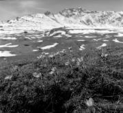 Krokus (Positivo) di Foto Elisabeth Fuchs-Hauffen, Überlingen/Bodensee,Fuchs-Hauffen, Elisabeth (1969/05/01 - 1969/05/31)