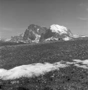 Krokus (Positivo) di Foto Elisabeth Fuchs-Hauffen, Überlingen/Bodensee,Fuchs-Hauffen, Elisabeth (1969/05/01 - 1969/05/31)