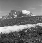 Krokus (Positivo) di Foto Elisabeth Fuchs-Hauffen, Überlingen/Bodensee,Fuchs-Hauffen, Elisabeth (1969/05/01 - 1969/05/31)