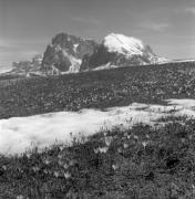 Krokus (Positivo) di Foto Elisabeth Fuchs-Hauffen, Überlingen/Bodensee,Fuchs-Hauffen, Elisabeth (1969/05/01 - 1969/05/31)