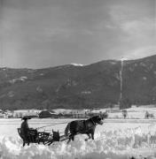 Pferdeschlitten (Positivo) di Foto Elisabeth Fuchs-Hauffen, Überlingen/Bodensee,Fuchs-Hauffen, Elisabeth (1970/03/01 - 1970/03/31)