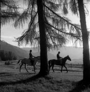 cavallo (Positivo) di Foto Elisabeth Fuchs-Hauffen, Überlingen/Bodensee,Fuchs-Hauffen, Elisabeth (1970/07/01 - 1970/07/31)