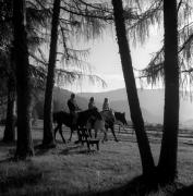 cavallo (Positivo) di Foto Elisabeth Fuchs-Hauffen, Überlingen/Bodensee,Fuchs-Hauffen, Elisabeth (1970/07/01 - 1970/07/31)