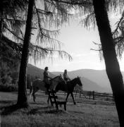 cavallo (Positivo) di Foto Elisabeth Fuchs-Hauffen, Überlingen/Bodensee,Fuchs-Hauffen, Elisabeth (1970/07/01 - 1970/07/31)