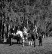 cavallo (Positivo) di Foto Elisabeth Fuchs-Hauffen, Überlingen/Bodensee,Fuchs-Hauffen, Elisabeth (1970/07/01 - 1970/07/31)