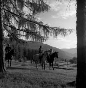 cavallo (Positivo) di Foto Elisabeth Fuchs-Hauffen, Überlingen/Bodensee,Fuchs-Hauffen, Elisabeth (1970/07/01 - 1970/07/31)