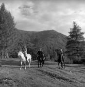 cavallo (Positivo) di Foto Elisabeth Fuchs-Hauffen, Überlingen/Bodensee,Fuchs-Hauffen, Elisabeth (1970/07/01 - 1970/07/31)