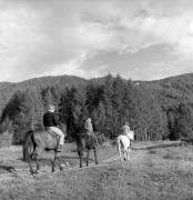 cavallo (Positivo) di Foto Elisabeth Fuchs-Hauffen, Überlingen/Bodensee,Fuchs-Hauffen, Elisabeth (1970/07/01 - 1970/07/31)