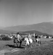 cavallo (Positivo) di Foto Elisabeth Fuchs-Hauffen, Überlingen/Bodensee,Fuchs-Hauffen, Elisabeth (1970/07/01 - 1970/07/31)