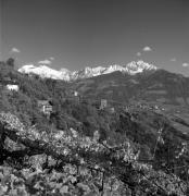 Weinberge in/bei Tirol (Positivo) di Foto Elisabeth Fuchs-Hauffen, Überlingen/Bodensee,Fuchs-Hauffen, Elisabeth (1972/10/01 - 1972/10/31)