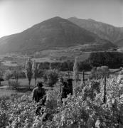 Bauer(in) / Landarbeiter(in) (Positivo) di Foto Elisabeth Fuchs-Hauffen, Überlingen/Bodensee,Fuchs-Hauffen, Elisabeth (1972/10/01 - 1972/10/31)