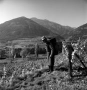Bauer(in) / Landarbeiter(in) (Positivo) di Foto Elisabeth Fuchs-Hauffen, Überlingen/Bodensee,Fuchs-Hauffen, Elisabeth (1972/10/01 - 1972/10/31)