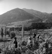 Bauer(in) / Landarbeiter(in) (Positivo) di Foto Elisabeth Fuchs-Hauffen, Überlingen/Bodensee,Fuchs-Hauffen, Elisabeth (1972/10/01 - 1972/10/31)