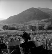 Bauer(in) / Landarbeiter(in) (Positivo) di Foto Elisabeth Fuchs-Hauffen, Überlingen/Bodensee,Fuchs-Hauffen, Elisabeth (1972/10/01 - 1972/10/31)