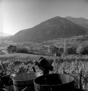 Bauer(in) / Landarbeiter(in) (Positivo) di Foto Elisabeth Fuchs-Hauffen, Überlingen/Bodensee,Fuchs-Hauffen, Elisabeth (1972/10/01 - 1972/10/31)