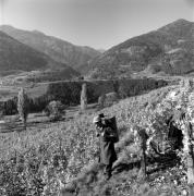 Bauer(in) / Landarbeiter(in) (Positivo) di Foto Elisabeth Fuchs-Hauffen, Überlingen/Bodensee,Fuchs-Hauffen, Elisabeth (1972/10/01 - 1972/10/31)