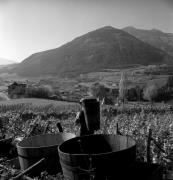 Bauer(in) / Landarbeiter(in) (Positivo) di Foto Elisabeth Fuchs-Hauffen, Überlingen/Bodensee,Fuchs-Hauffen, Elisabeth (1972/10/01 - 1972/10/31)