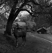 cavallo (Positivo) di Foto Elisabeth Fuchs-Hauffen, Überlingen/Bodensee,Fuchs-Hauffen, Elisabeth (1966/05/01 - 1966/05/31)