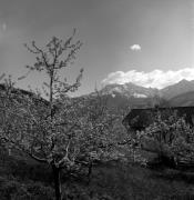 Obstbaum/Obst (Positivo) di Foto Elisabeth Fuchs-Hauffen, Überlingen/Bodensee,Fuchs-Hauffen, Elisabeth (1973/04/01 - 1973/04/43)