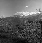Obstbaum/Obst (Positivo) di Foto Elisabeth Fuchs-Hauffen, Überlingen/Bodensee,Fuchs-Hauffen, Elisabeth (1973/04/01 - 1973/04/43)