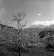 Obstbaum/Obst (Positivo) di Foto Elisabeth Fuchs-Hauffen, Überlingen/Bodensee,Fuchs-Hauffen, Elisabeth (1973/04/01 - 1973/04/43)