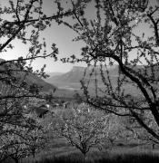 Obstbaum/Obst (Positivo) di Foto Elisabeth Fuchs-Hauffen, Überlingen/Bodensee,Fuchs-Hauffen, Elisabeth (1973/04/01 - 1973/04/43)