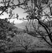 Obstbaum/Obst (Positivo) di Foto Elisabeth Fuchs-Hauffen, Überlingen/Bodensee,Fuchs-Hauffen, Elisabeth (1973/04/01 - 1973/04/43)