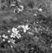 Obstbaum/Obst (Positivo) di Foto Elisabeth Fuchs-Hauffen, Überlingen/Bodensee,Fuchs-Hauffen, Elisabeth (1973/04/01 - 1973/04/43)