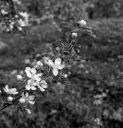 Obstbaum/Obst (Positivo) di Foto Elisabeth Fuchs-Hauffen, Überlingen/Bodensee,Fuchs-Hauffen, Elisabeth (1973/04/01 - 1973/04/43)