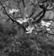 Obstbaum/Obst (Positivo) di Foto Elisabeth Fuchs-Hauffen, Überlingen/Bodensee,Fuchs-Hauffen, Elisabeth (1973/04/01 - 1973/04/43)