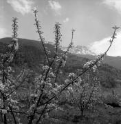Obstbaum/Obst (Positivo) di Foto Elisabeth Fuchs-Hauffen, Überlingen/Bodensee,Fuchs-Hauffen, Elisabeth (1973/04/01 - 1973/04/43)