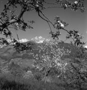 Obstbaum/Obst (Positivo) di Foto Elisabeth Fuchs-Hauffen, Überlingen/Bodensee,Fuchs-Hauffen, Elisabeth (1973/04/01 - 1973/04/43)